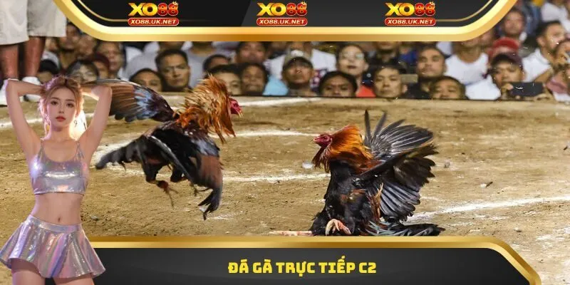Đá gà trực tiếp C2