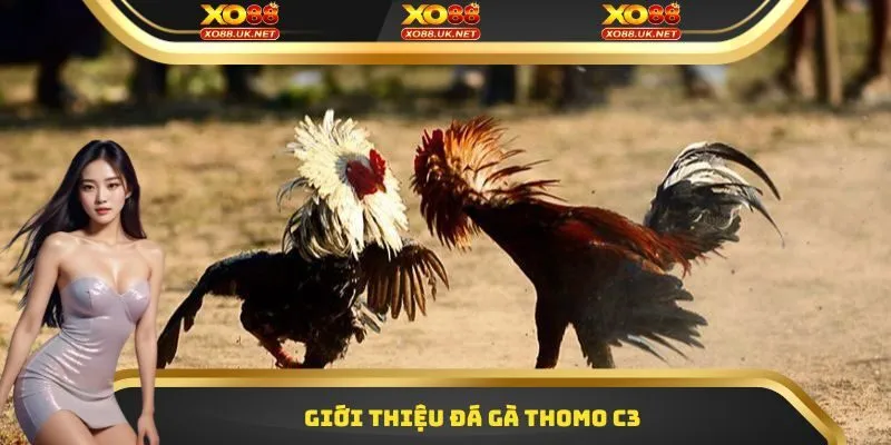 Giới thiệu Đá gà Thomo C3
