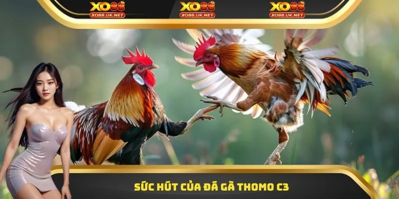 Sức hút của đá gà Thomo C3